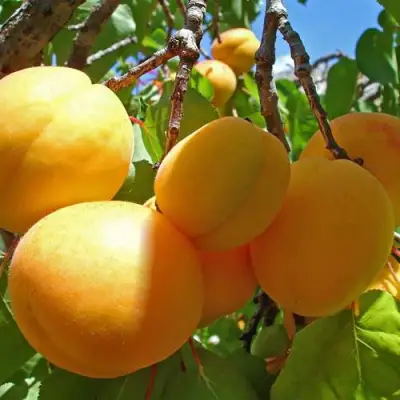 Абрикос ЖИГУЛЕВСКИЙ СУВЕНИР в Дзержинске