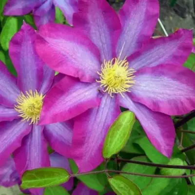 Клематис КАКИО в Дзержинске