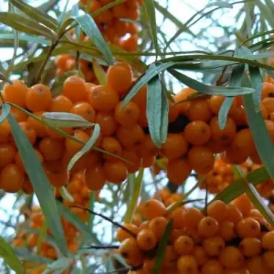 Облепиха БОТАНИЧЕСКАЯ в Дзержинске