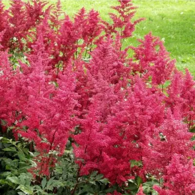 Астильба СКАЙСКРЕЙПЕР китайская в Дзержинске