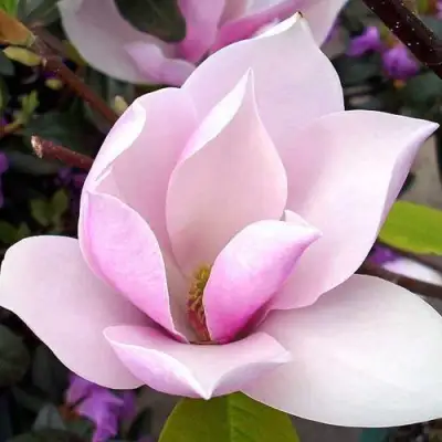 Магнолия АЛЕКСАНДРИНА  в Дзержинске