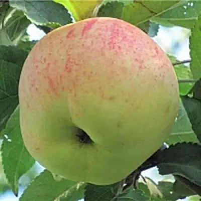 Яблоня ЛЕТНЕЕ СЛАДКОЕ в Дзержинске