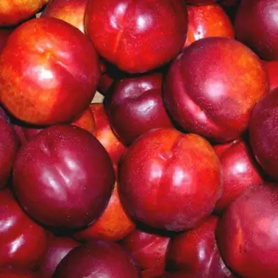 Нектарин МЕДВЕДЕВСКИЙ в Дзержинске