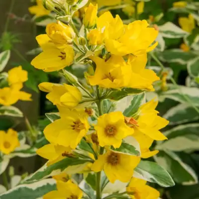 Вербейник АЛЕКСАНДР точечный в Дзержинске