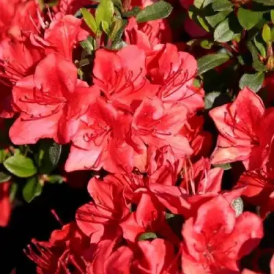 Азалия ФРИДОЛАЙН японская в Дзержинске