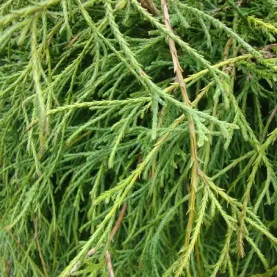 Кипарисовик ФИЛИФЕРА НАНА горохоплодный  в Дзержинске