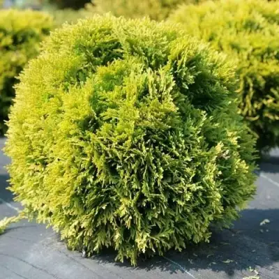 Туя ДАВИД западная в Дзержинске