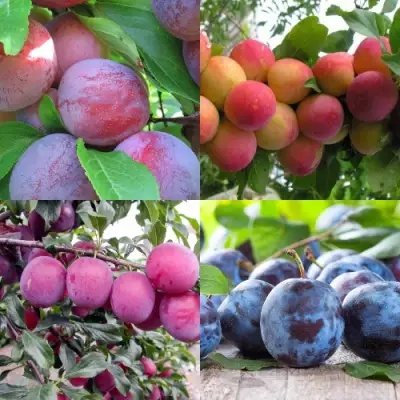 Комплект СЛИВОВЫЙ САД в Дзержинске