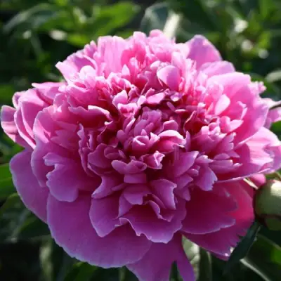 Пион ГОЛУБАЯ ХРИЗАНТЕМА травянистый в Дзержинске