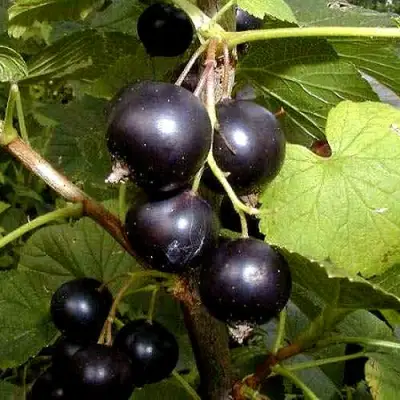 Смородина чёрная БИНАР в Дзержинске