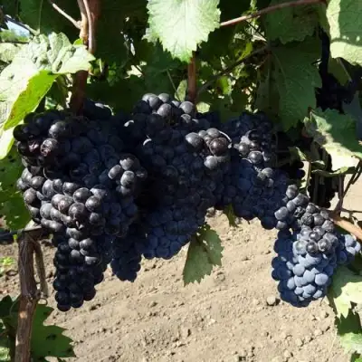 Виноград ДЕНИСОВСКИЙ в Дзержинске