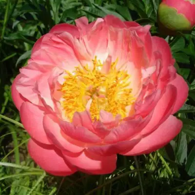 Пион ПИНК ГАВАЙАН КОРАЛ травянистый в Дзержинске