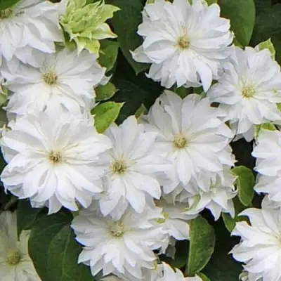 Клематис МАРИЯ СКЛОДОВСКАЯ-КЮРИ в Дзержинске