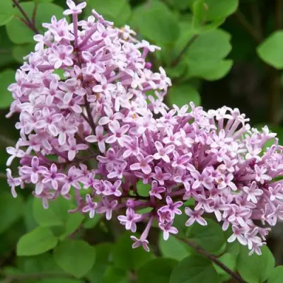 Сирень ПАЛИБИН  в Дзержинске