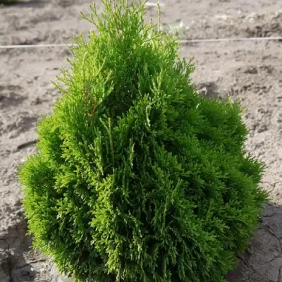 Туя МИКИ западная в Дзержинске