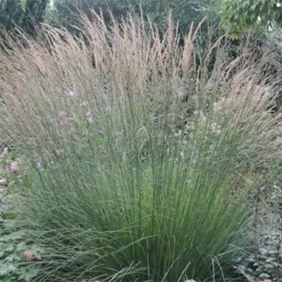 Молиния ХАЙДЕБРАУТ голубая в Дзержинске