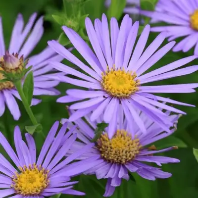 Астра ЛЕДИ ИН БЛЮ в Дзержинске