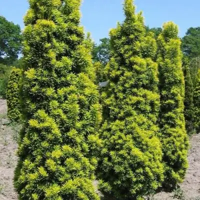 Тис ДАВИД ягодный в Дзержинске