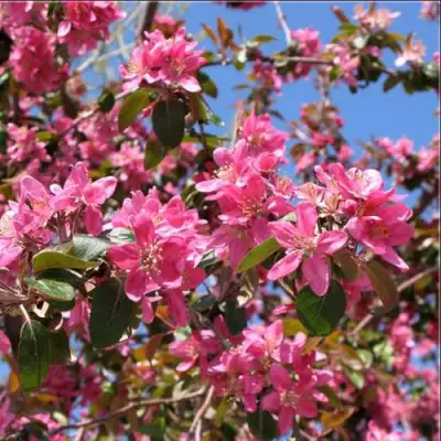 Яблоня ХЕЛЕНА декоративная в Дзержинске