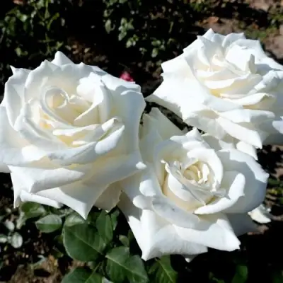 Роза БОИНГ чайно-гибридная в Дзержинске