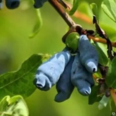 Жимолость съедобная ПУШКИНСКАЯ в Дзержинске