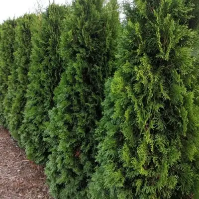 Туя ПИРАМИДАЛИС КОМПАКТА западная в Дзержинске