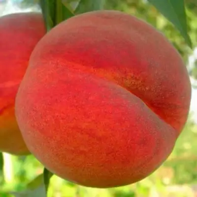 Персик МАЙСКИЙ ЦВЕТОК в Дзержинске