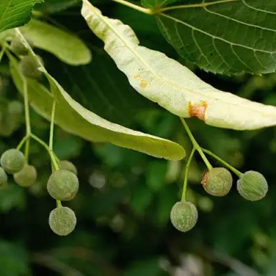 Липа сердцевидная в Дзержинске