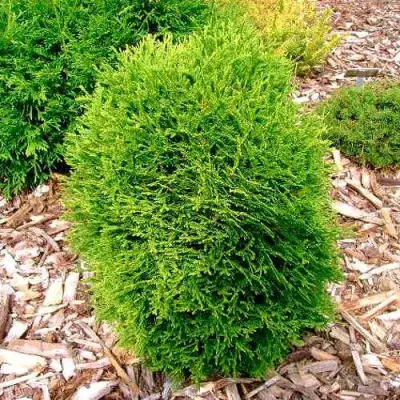 Туя ВОТЕРФИЛД западная в Дзержинске