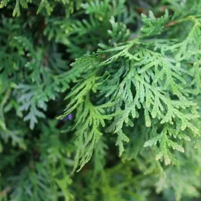 Туя ПИРАМИДАЛИС КОМПАКТА западная в Дзержинске