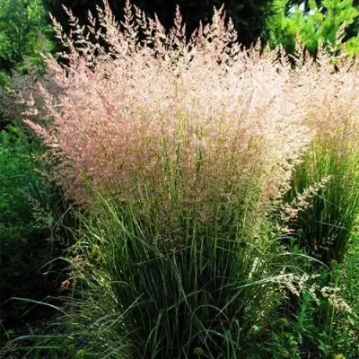 Молиния ФОНТЕЙН тростниковая в Дзержинске