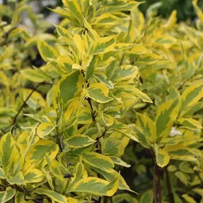 Дерен ШПЕТА белый в Дзержинске