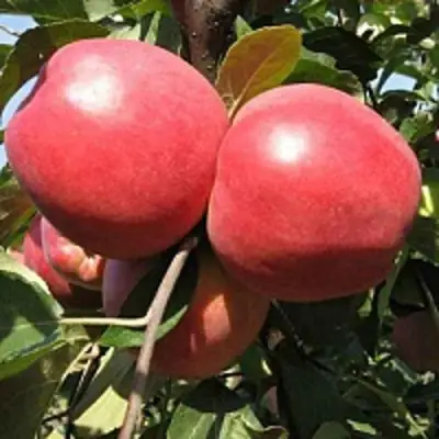 Яблоня ЗАСЛАВСКОЕ в Дзержинске