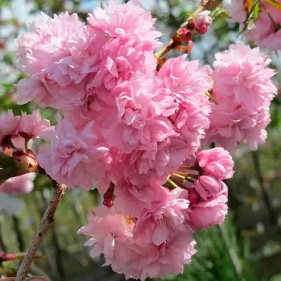 Сакура КИКУ ШИДАРЕ в Дзержинске