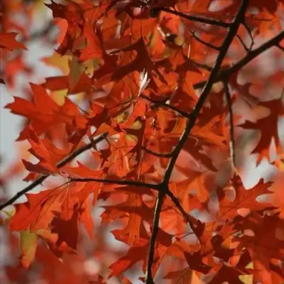 Дуб болотный в Дзержинске