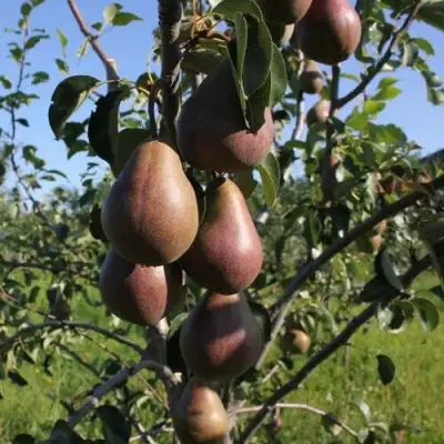 Груша БРЯНСКАЯ КРАСАВИЦА в Дзержинске