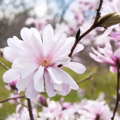 Магнолия РОЗЕЯ в Дзержинске