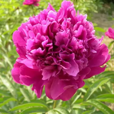 Пион КИТАЙСКИЙ ШЕЛК травянистый в Дзержинске