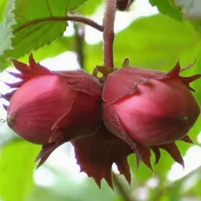 Фундук АЙВЕНГО в Дзержинске