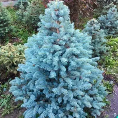 Ель СУПЕР БЛЮ СИДЛИНГ колючая в Дзержинске