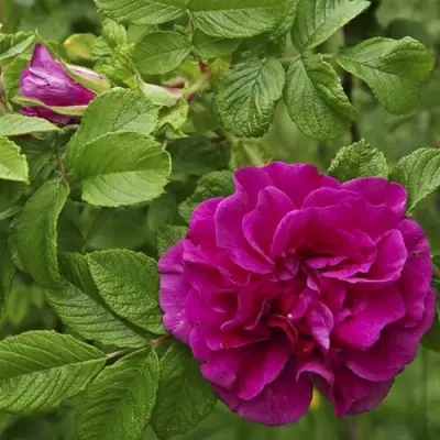 Шиповник ХАНСА в Дзержинске