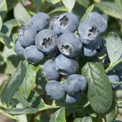 Голубика БРИГИТТА в Дзержинске