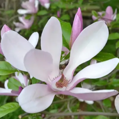 Магнолия ДЖОРДЖ ГЕНРИ КЕРН в Дзержинске