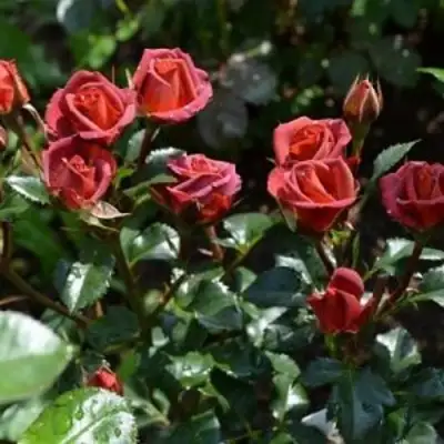 Роза ЧОКОЧИНО спрей в Дзержинске