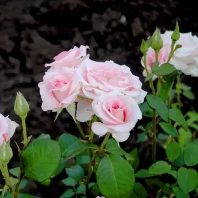 Роза ФЛАМИНГО чайно-гибридная в Дзержинске