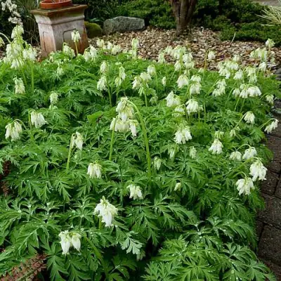 Дицентра красивая АВРОРА в Дзержинске