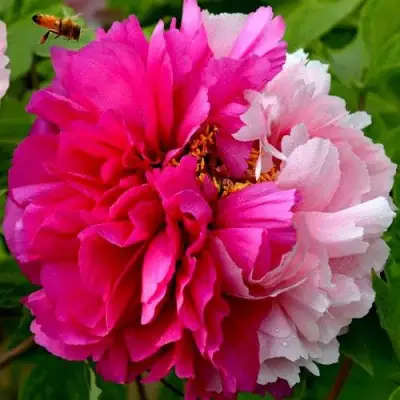 Пион ДВЕ СЕСТРЫ древовидный в Дзержинске