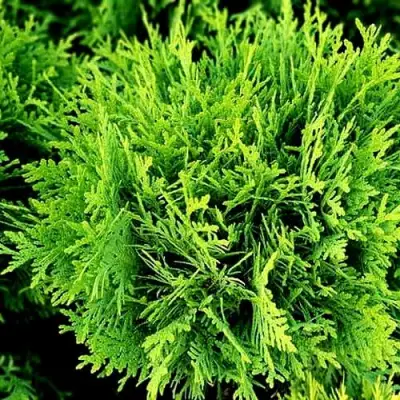 Туя ДАНИКА западная в Дзержинске