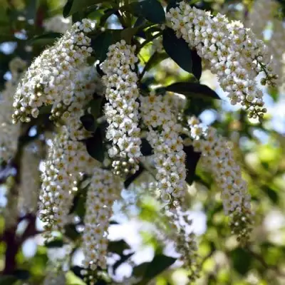 Черемуха виргинская ШУБЕРТ в Дзержинске