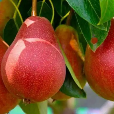 Груша ГЕРА в Дзержинске